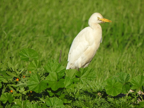 Western Cattle-Egret