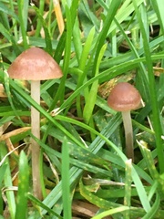 Conocybe tenera