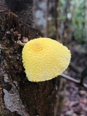 Leucocoprinus birnbaumii image