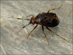 Deraeocoris maoricus