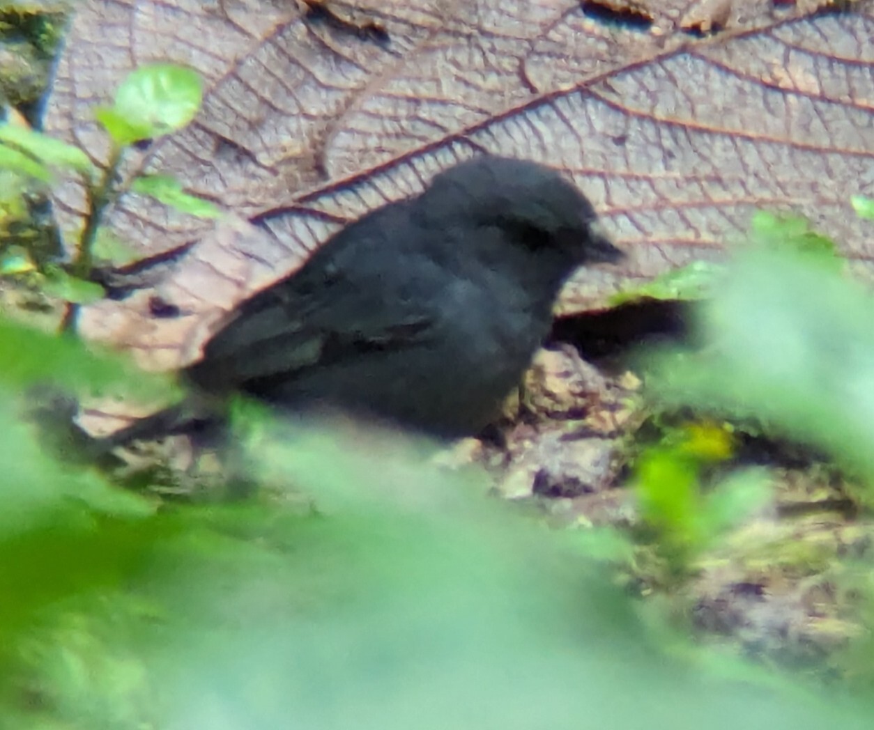Slaty Finch (Haplospiza rustica), photo 1