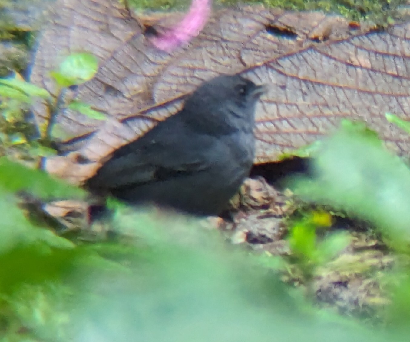 Slaty Finch (Haplospiza rustica), photo 2