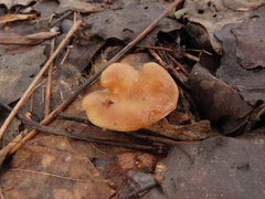 Meottomyces dissimulans