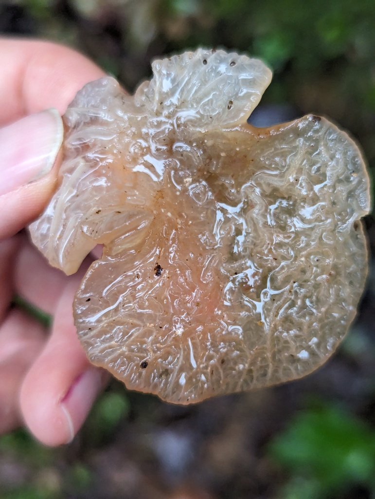 Auricularia delicata · January 2024 · photo: © zihaowang (iNaturalist, cc-by)
