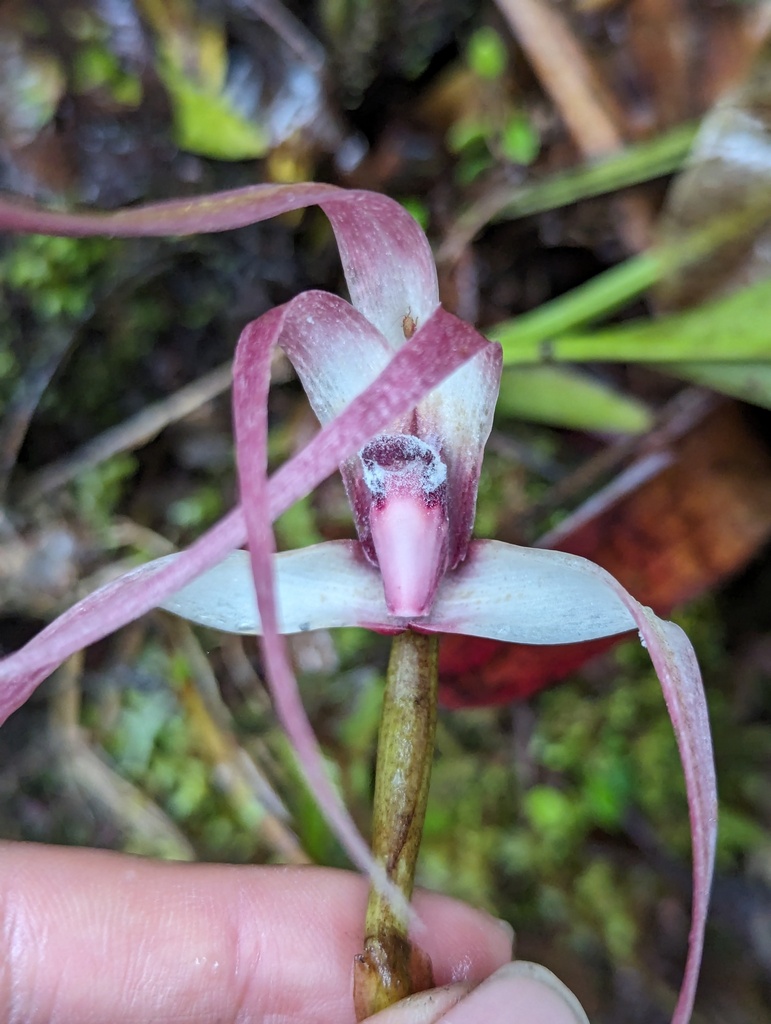Maxillaria longissima