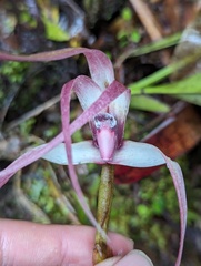 Maxillaria longissima