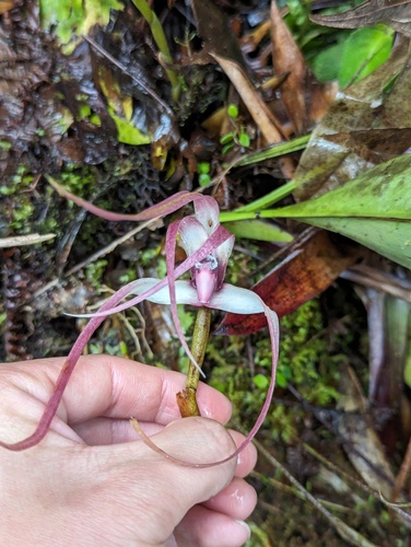 Maxillaria longissima, photograph 2