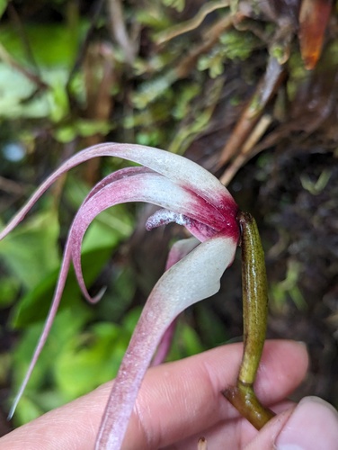 Maxillaria longissima, photograph 3