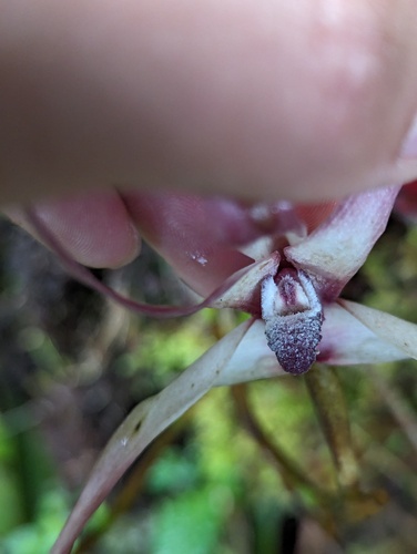 Maxillaria longissima, photograph 4
