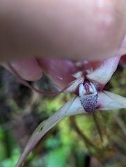 (c) Zihao Wang, some rights reserved (CC BY) Maxillaria longissima, photograph (c) Zihao Wang, some rights reserved (CC BY)