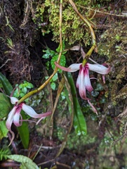 (c) Zihao Wang, some rights reserved (CC BY) Maxillaria longissima, photograph (c) Zihao Wang, some rights reserved (CC BY)