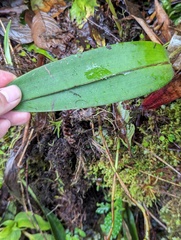 Maxillaria longissima, photograph (c) Zihao Wang, some rights reserved (CC BY)