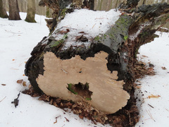 Phellinus laevigatus
