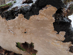 Phellinus laevigatus