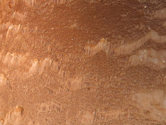 Phellinus laevigatus