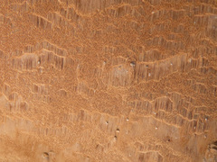 Phellinus laevigatus