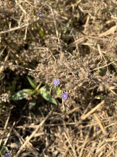Hydrolea zeylanica observed 2026-02-19