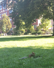 Sciurus carolinensis