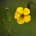 Greater Spearwort - Photo (c) Александр Корепанов, some rights reserved (CC BY-NC), uploaded by Александр Корепанов