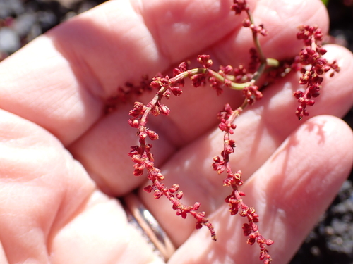 Rumex acetosella observed 2026-02-18