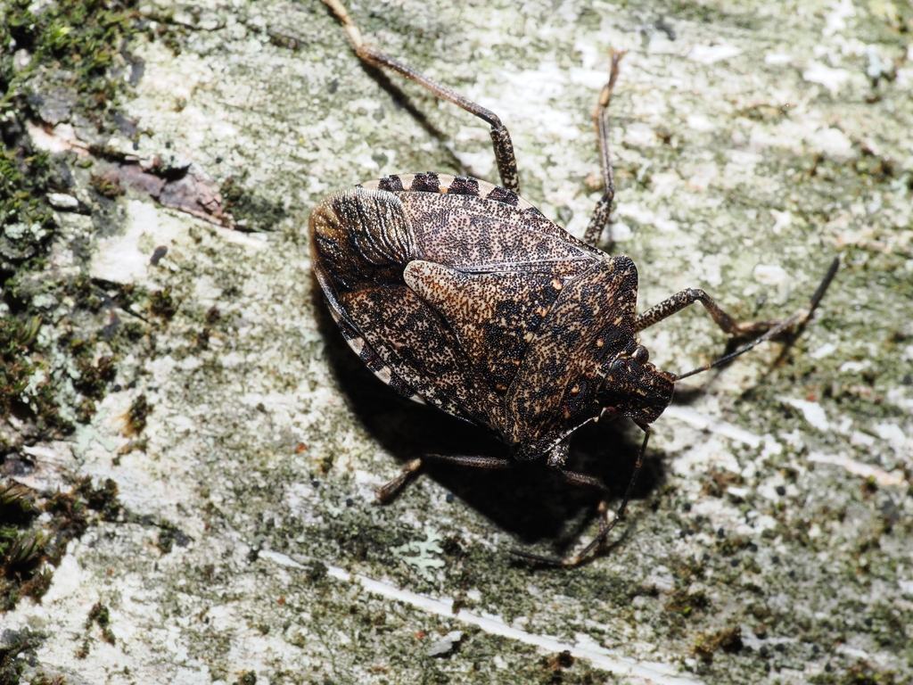 Brown Marmorated Stink Bug from Prilesje, 10000, Maksimir, Zagreb ...