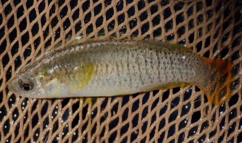 Valencia toothcarp (Valencia hispanica) — Valenciidae — 2