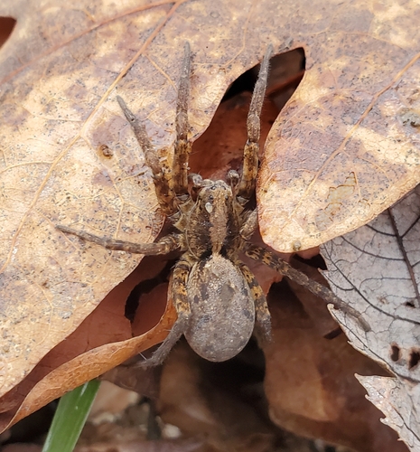 Photo of Drumming Sword Wolf Spider (Gladicosa gulosa)