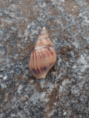 Buccinanops cochlidium