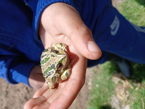Peru Marsupial Frog, Gastrotheca peruana