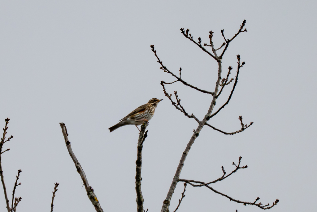 Eurasian Redwing
