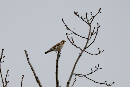 Eurasian Redwing