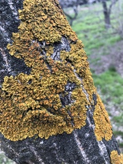 Xanthoria parietina