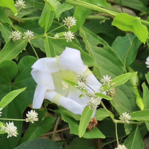 Moonflower (Ipomoea alba)