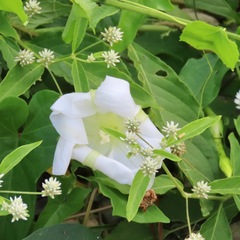 Amole