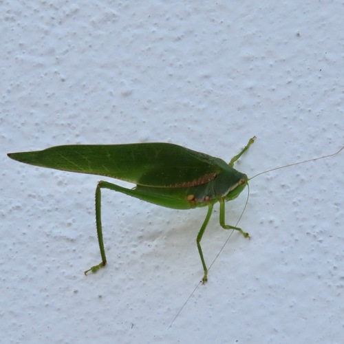 Philophyllia guttulata (Philophyllia guttulata)