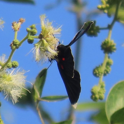 White-tipped Metalmark (Melanis acroleuca)