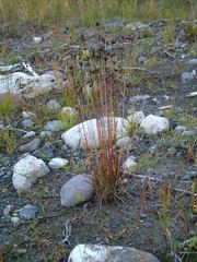 Juncus triglumis