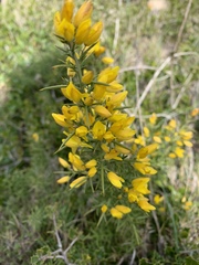 Ulex parviflorus parviflorus