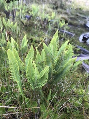 Sticherus cryptocarpus