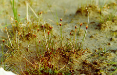 Juncus triglumis