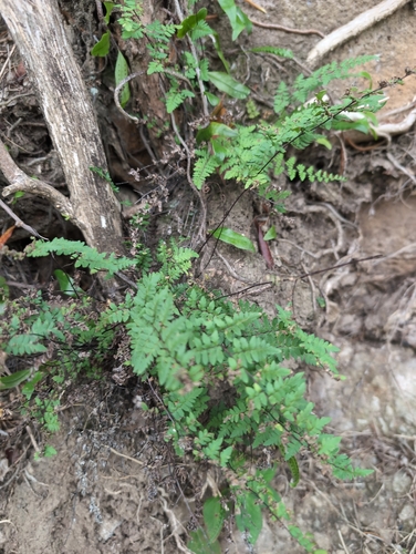 Myriopteris microphylla observed 2026-02-19