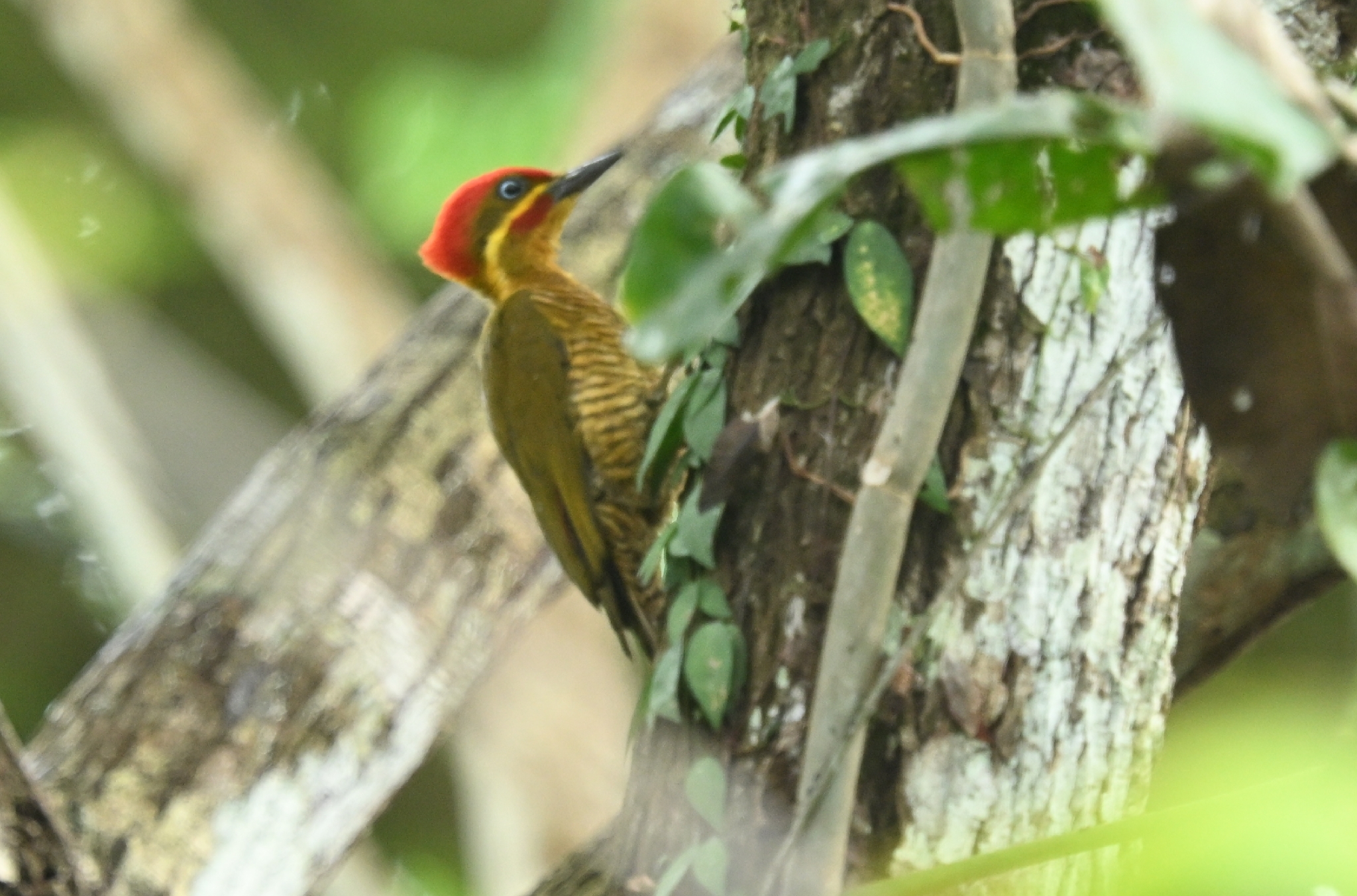 Golden-green Woodpecker (Piculus chrysochloros), photo 1