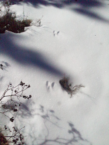 iNaturalist observation photo of Mountain Cottontail