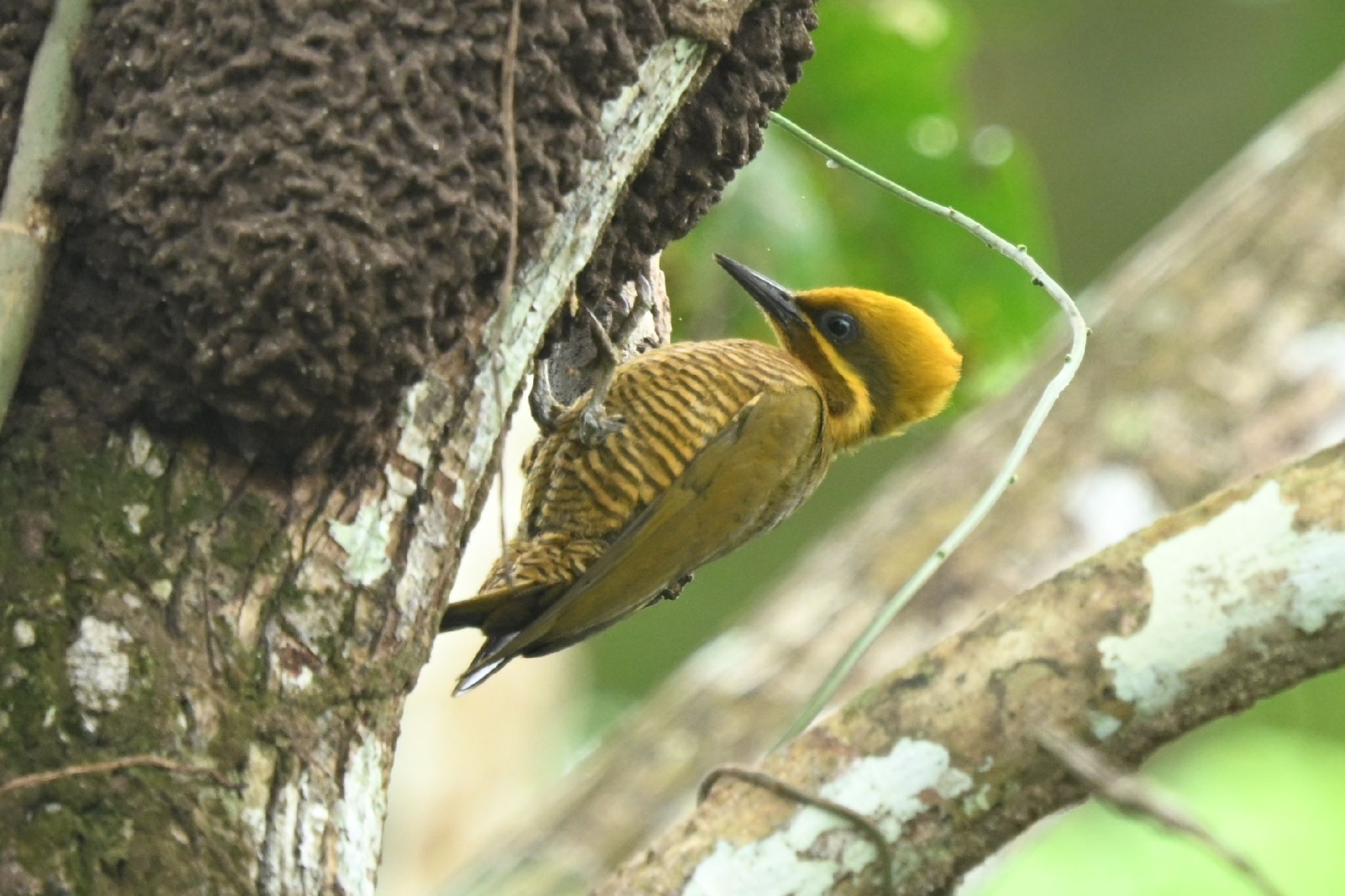 Golden-green Woodpecker (Piculus chrysochloros), photo 2
