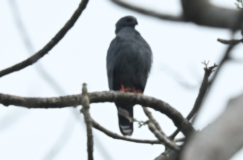 Crane Hawk (Geranospiza caerulescens), photo 5