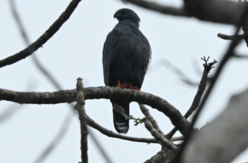Crane Hawk (Geranospiza caerulescens), photo 6