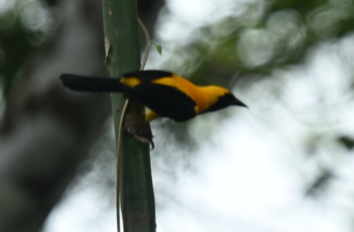 Yellow-backed Oriole (Icterus chrysater), photo 3