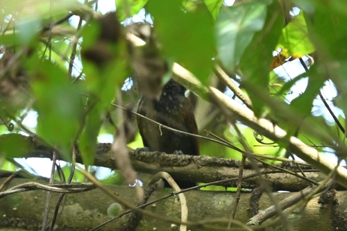 Black Antshrike (Thamnophilus nigriceps)