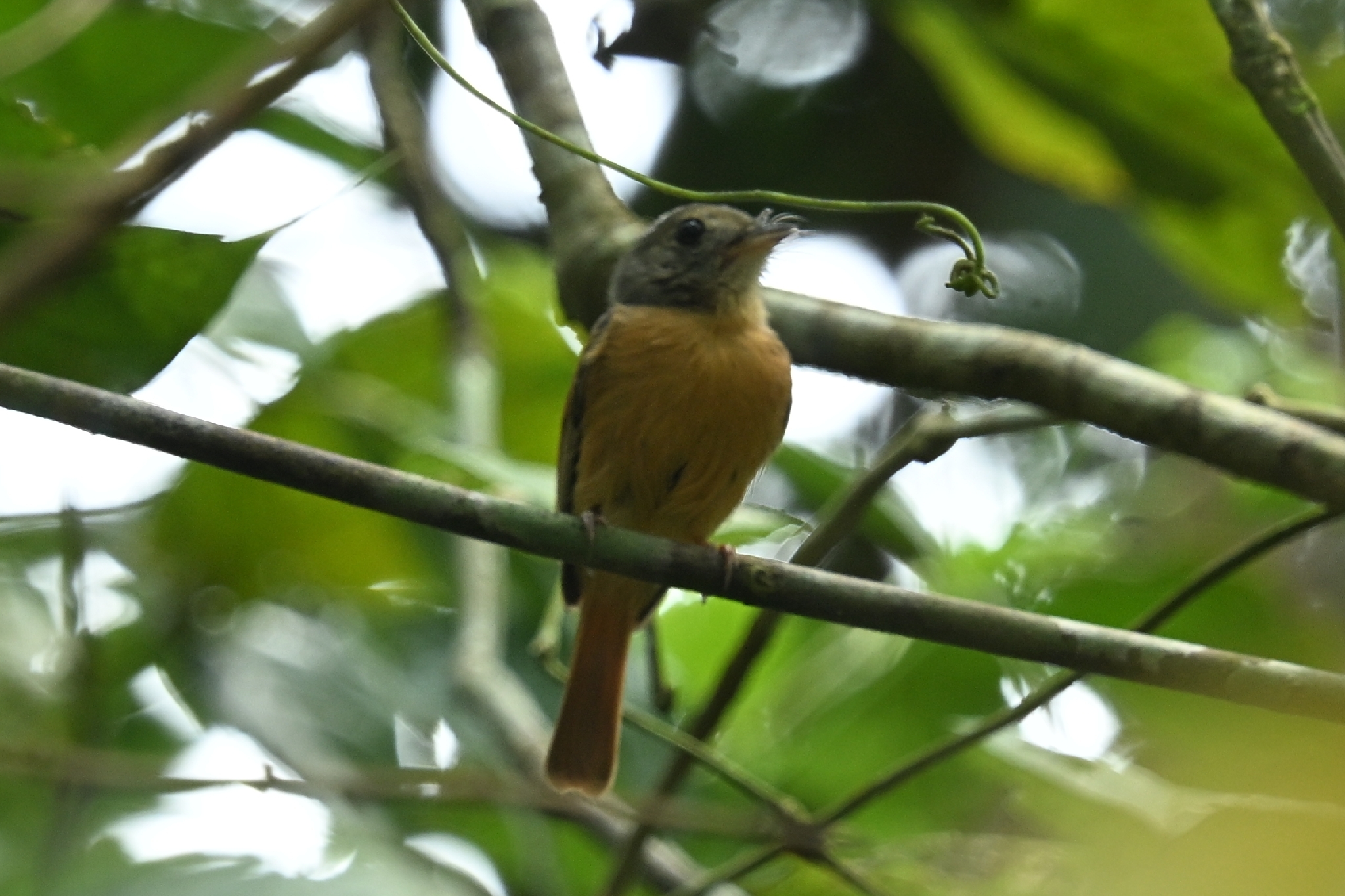 Ruddy-tailed Flycatcher (Terenotriccus erythrurus), photo 4