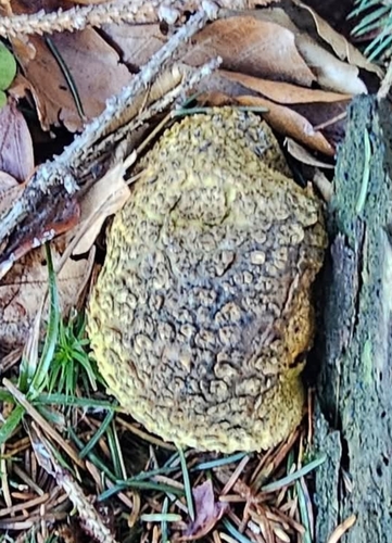 Tęgoskór cytrynowy